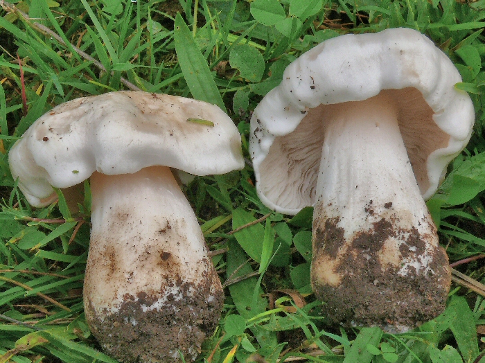 P1130129 TricholomaColumbetta mont cc crp